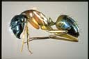 Camponotus consobrinus