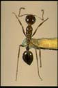 Aphaenogaster poultoni