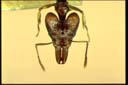 Orectognathus versicolor