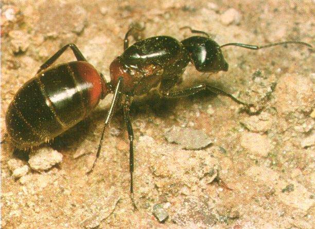 学研写真図鑑アリ アリの種類 1