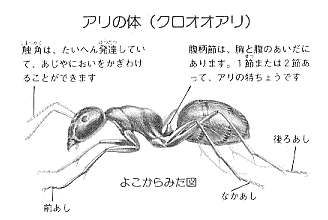 アリの体はどうなっている