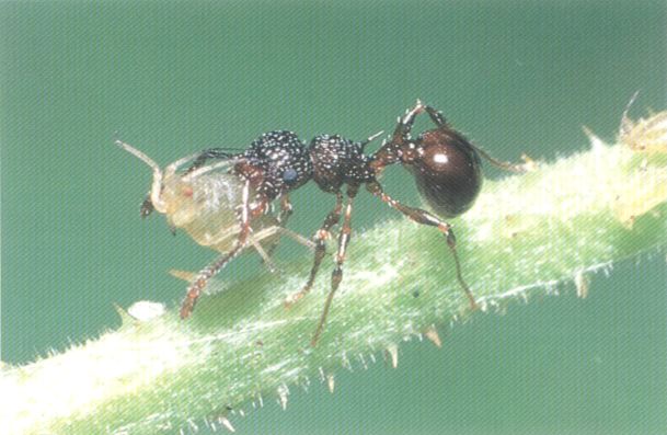 ひとあじ違う害虫の話 8 アリ の食べ物
