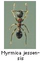 Myrmica jessensis