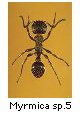 Myrmica sp.5