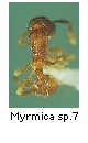 Myrmica sp.7