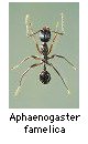 Aphaenogaster famelica