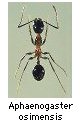 Aphaenogaster osimensis