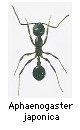 Aphaenogaster japonica