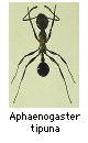 Aphaenogaster tipuna