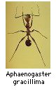 Aphaenogaster gracillima
