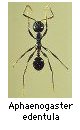 Aphaenogaster edentula