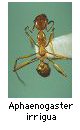 Aphaenogaster irrigua