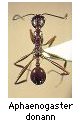 Aphaenogaster donann