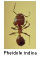 Pheidole indica