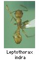 Leptothorax indra