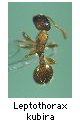 Leptothorax kubira