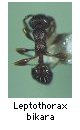 Leptothorax bikara