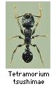 Tetramorium tsushimae
