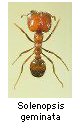Solenopsis geminata