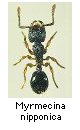 Myrmecina nipponica