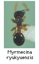 Myrmecina ryukyuensis