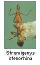 Strumigenys stenorhina