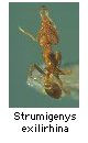 Strumigenys exilirhina