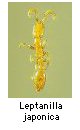 Leptanilla japonica
