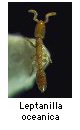 Leptanilla oceanica 