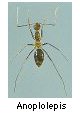 Anoplolepis