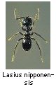 Lasius nipponensis