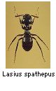 Lasius spathepus