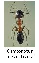 Camponotus devestivus
