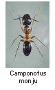 Camponotus monju