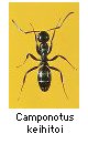 Camponotus keihitoi