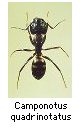 Camponotus quadrinotatus