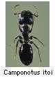 Camponotus itoi