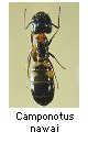 Camponotus nawai
