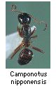 Camponotus nipponensis