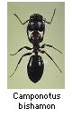 Camponotus bishamon