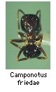 Camponotus friedae