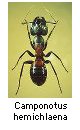 Camponotus hemichlaena