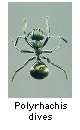 Polyrhachis dives