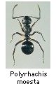 Polyrhachis moesta