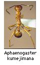 Aphaenogaster kumejimana