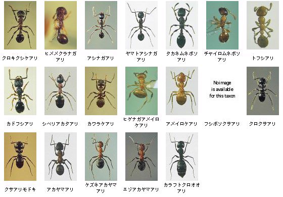 恐ろしい蜂 日本産ゴキブリ全種図鑑 | 北海道大学出版会